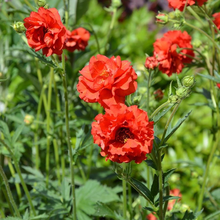 Geum chiloense 'Blazing Sunset'