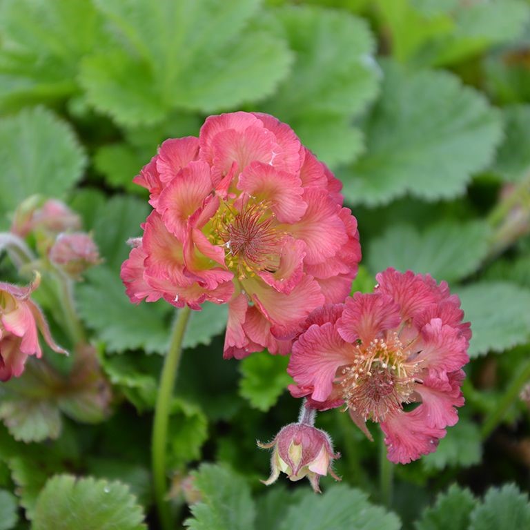 Geum 'Pink Petticoats' (VR)