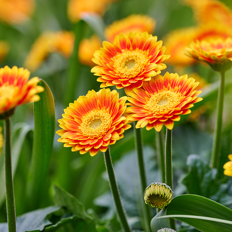 Gerbera Garvinea 'Sweet Blaze' (P)