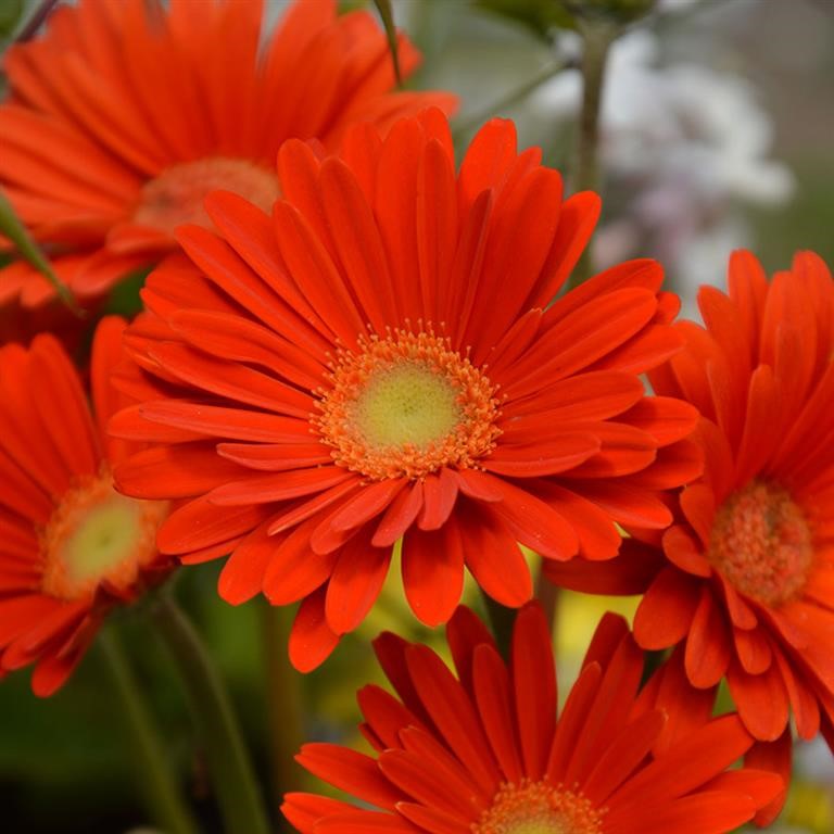 Gerbera Garvinea 'Sweet Glow' (P)