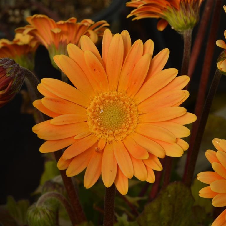 Gerbera Garvinea� 'Sweet Honey' (P)