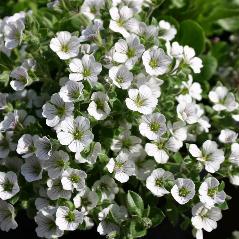 Gypsophila cerastioides