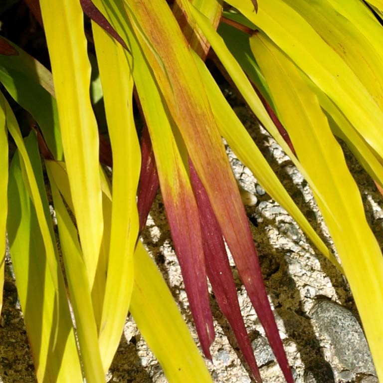 Hakonechloa 'Sunflare' (P)