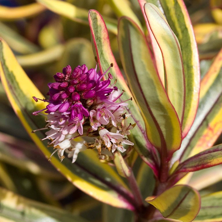 Hebe 'Jewel Of The Nile' (P)
