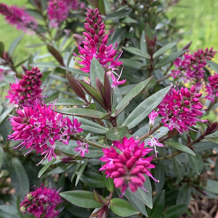 Hebe 'Pink Starburst' (P)