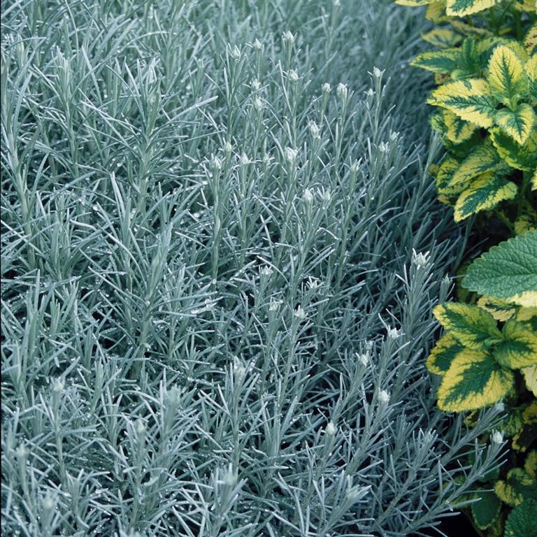 Helichrysum angustifolium (Curry Plant, Common)