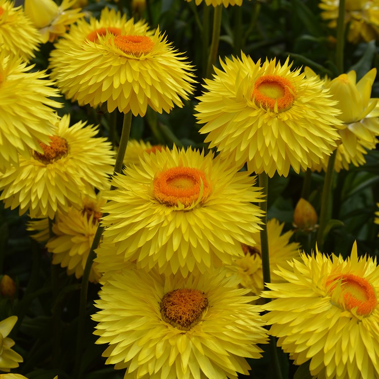 Helichrysum bracteatum Granvia 'Gold' (P)