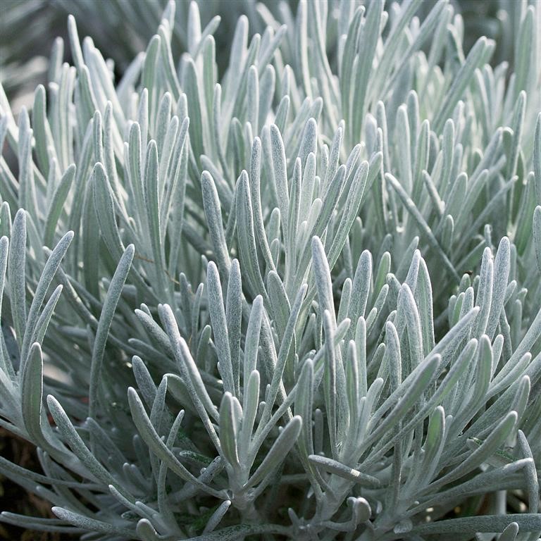 Helichrysum ambiguum 'Korma' (P/CB)