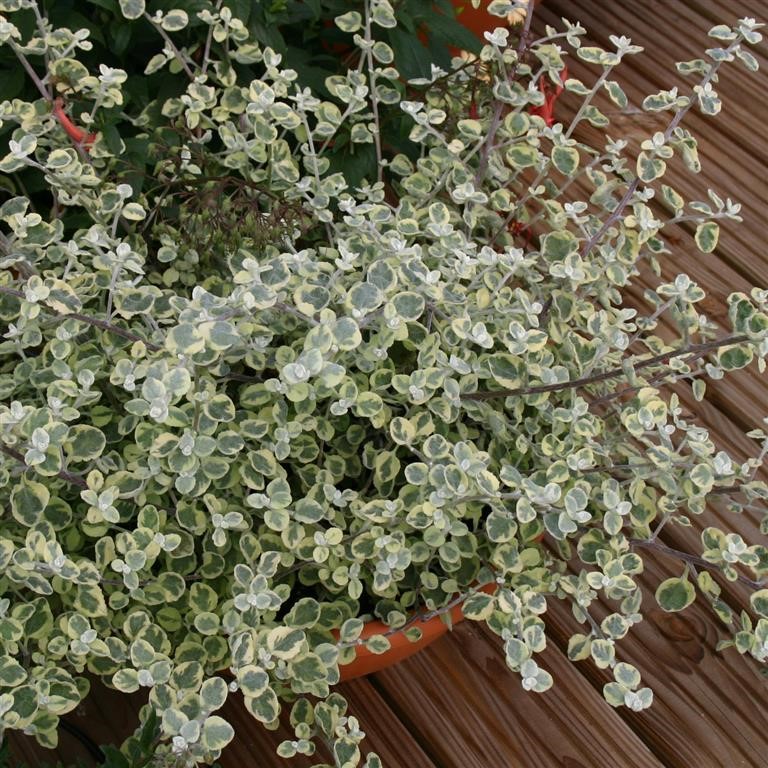 Helichrysum petiolare 'Variegatum'