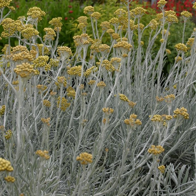 Helichrysum 'White Wonder'