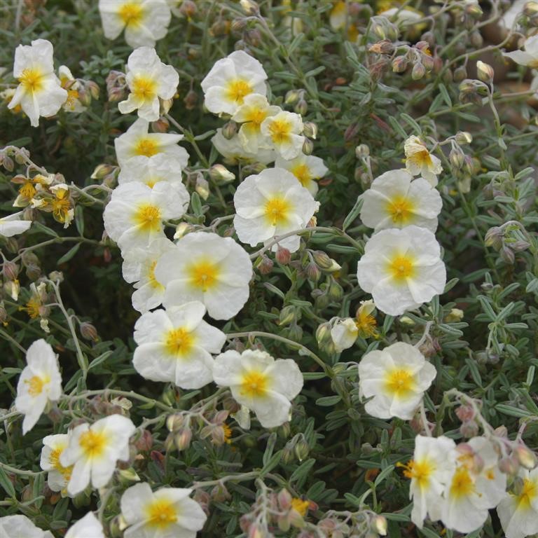 Helianthemum 'The Bride'