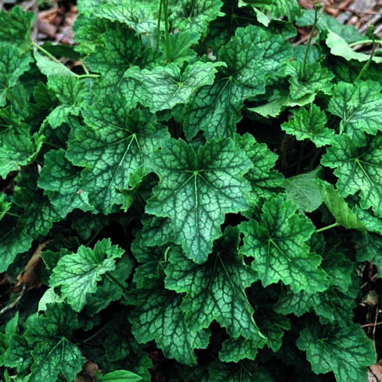 Heuchera americana