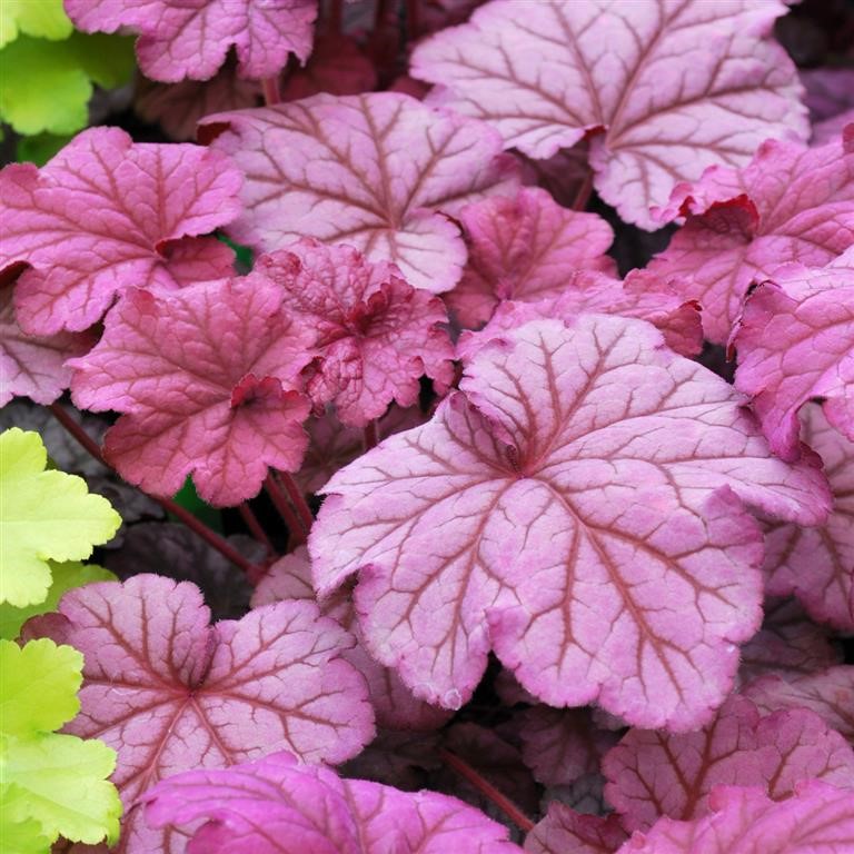 Heuchera 'Berry Smoothie' (P)