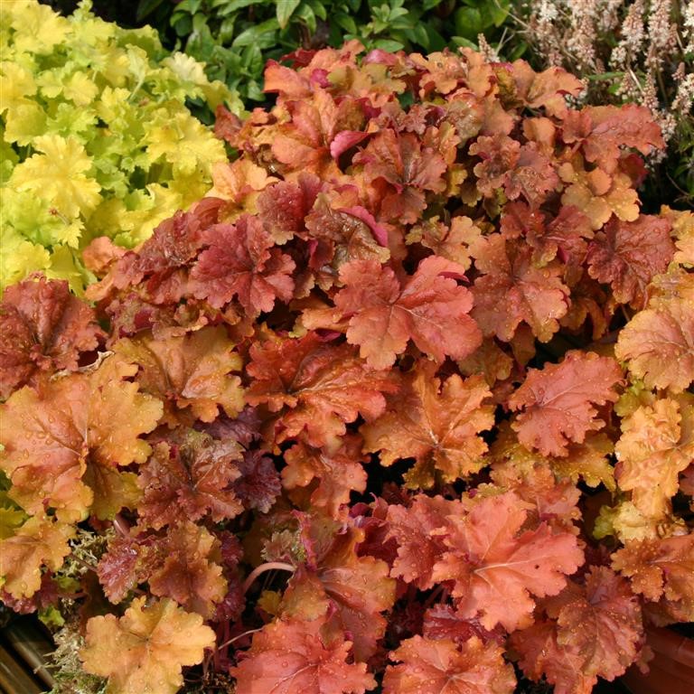 Heuchera 'Crme Brle' (P)