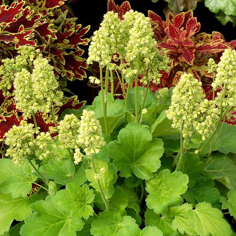 Heuchera Little Cutie 'Blondie in Lime' (P)