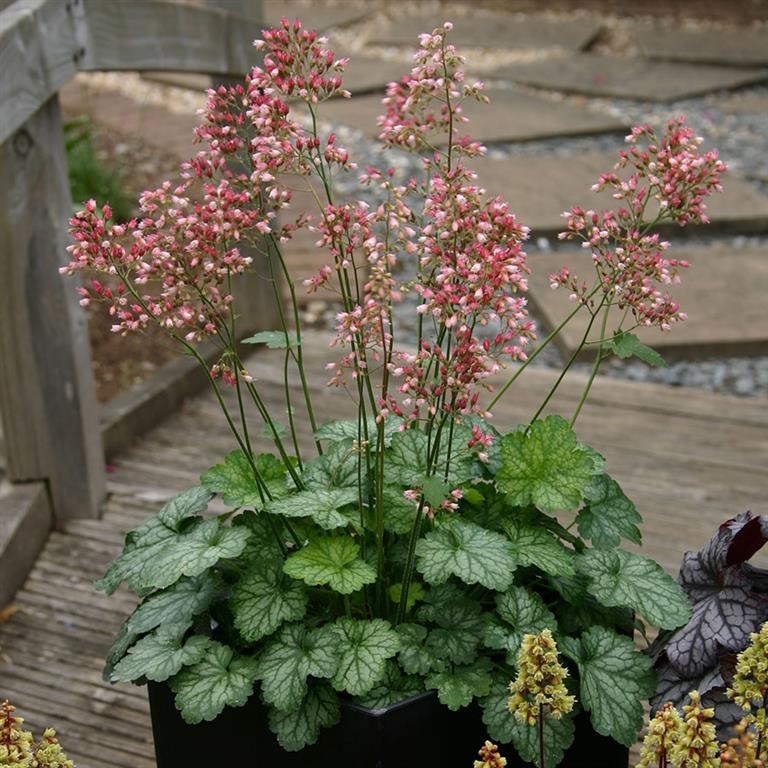 Heuchera Little Cutie 'Peppermint' (P)