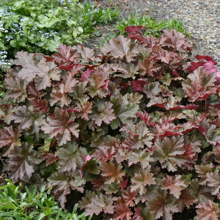 Heuchera 'Chocolate Ruffles' (P)