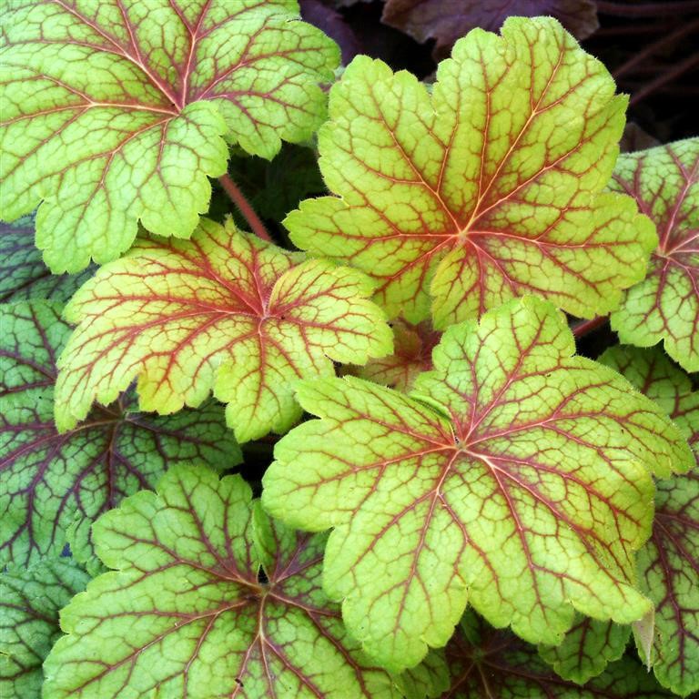 Heuchera 'Electric Lime' (P)