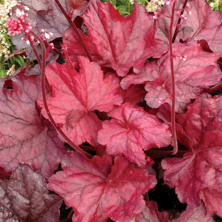 Heuchera 'Fire Chief' (P)