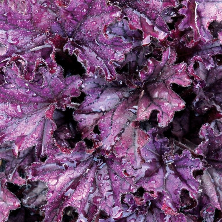 Heuchera 'Forever Purple' (P)