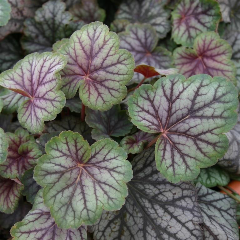 Heuchera 'Green Spice' (VR)