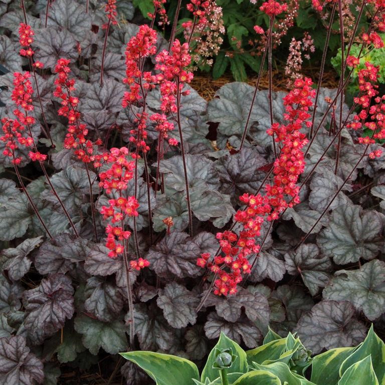 Heuchera 'Hollywood' (P)