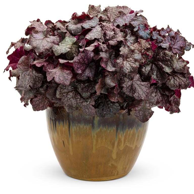 Heuchera 'Licorice' (P)