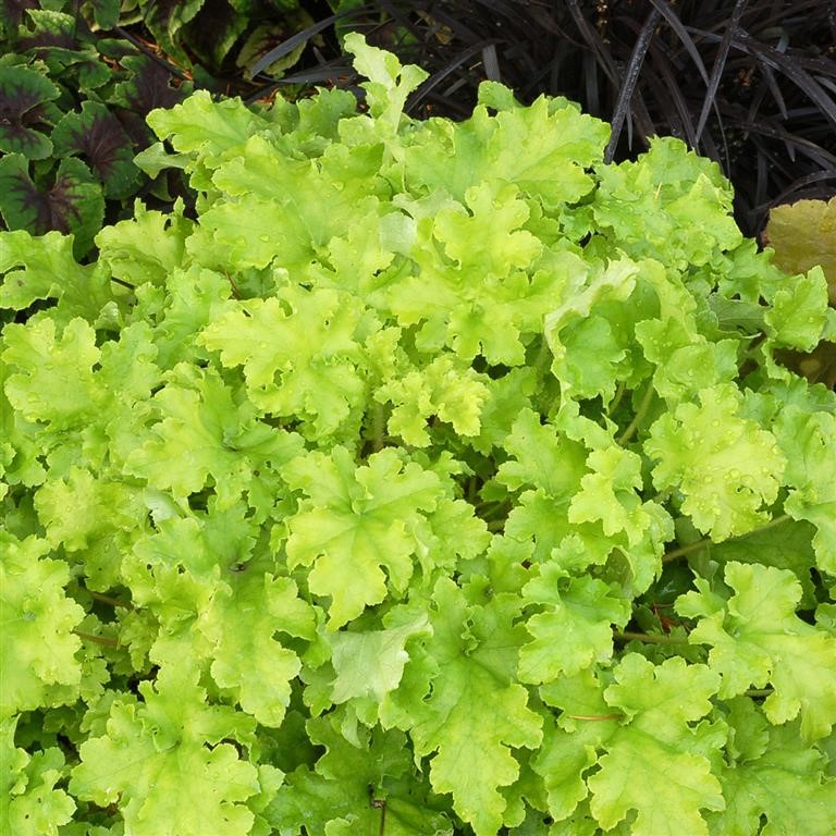 Heuchera 'Lime Marmalade' (P)