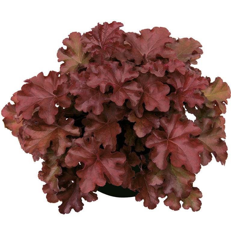 Heuchera 'Mahogany' (P)