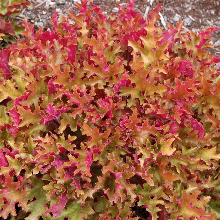 Heuchera 'Marmalade' (P)