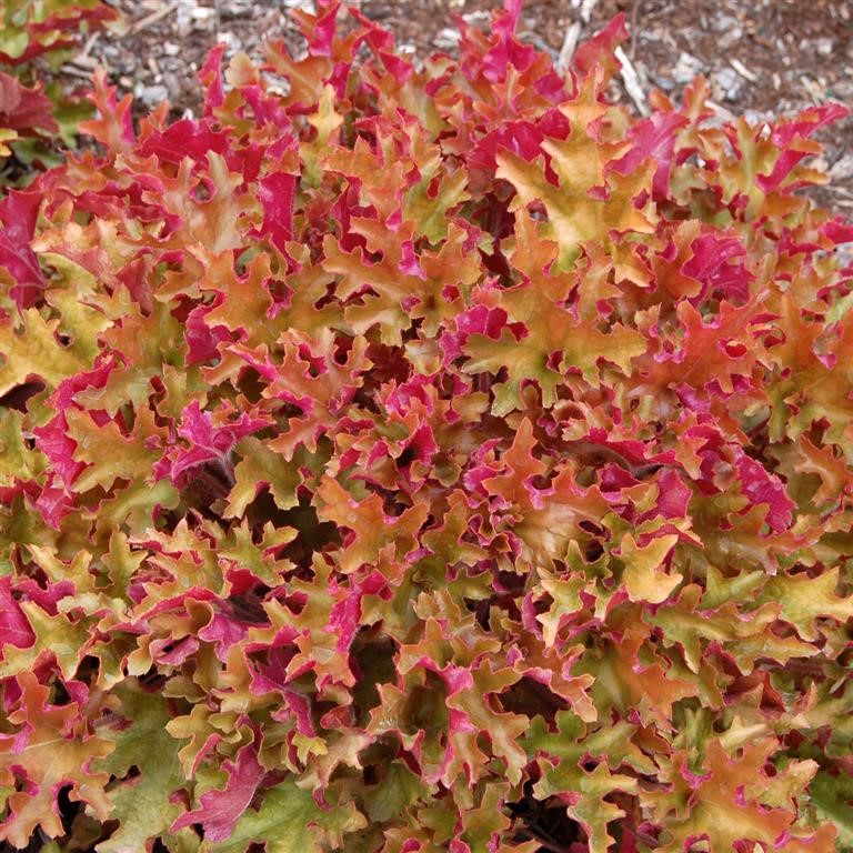 Heuchera 'Marmalade' (P)