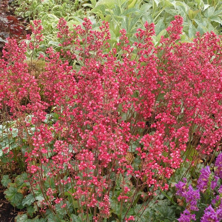 Heuchera 'Paris' (P)