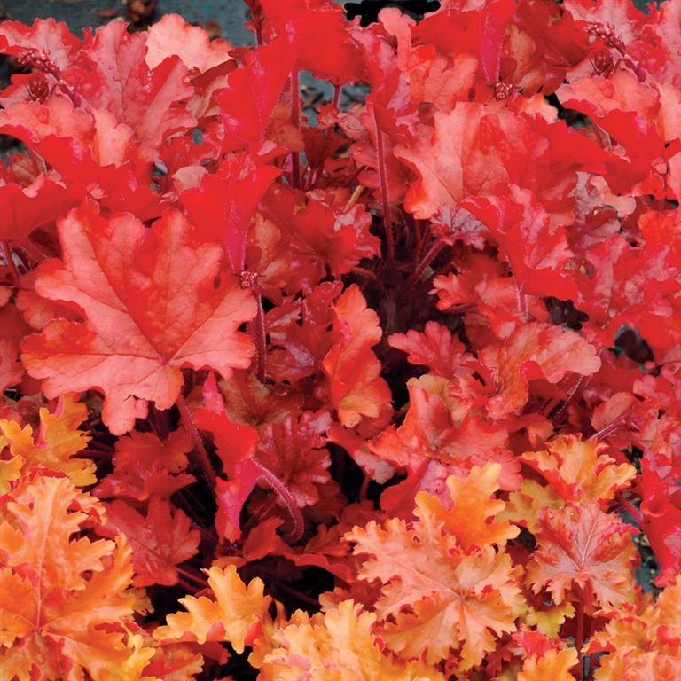 Heuchera 'Peach Flamb' (P)