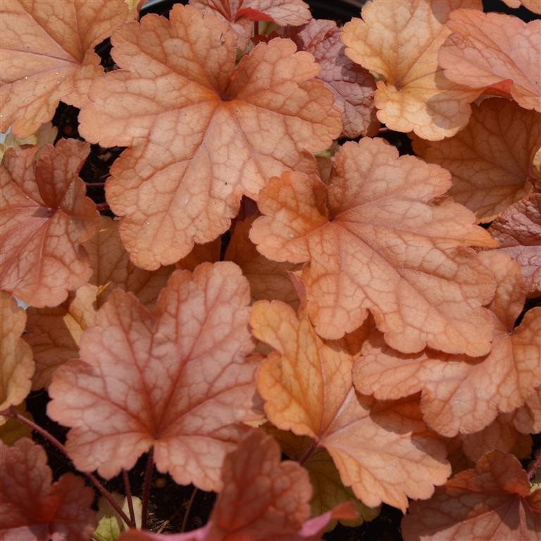 Heuchera 'Paprika' (P)