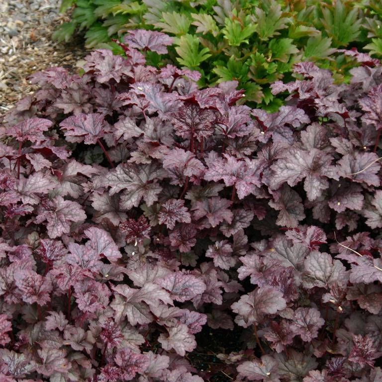 Heuchera 'Plum Pudding' (P)