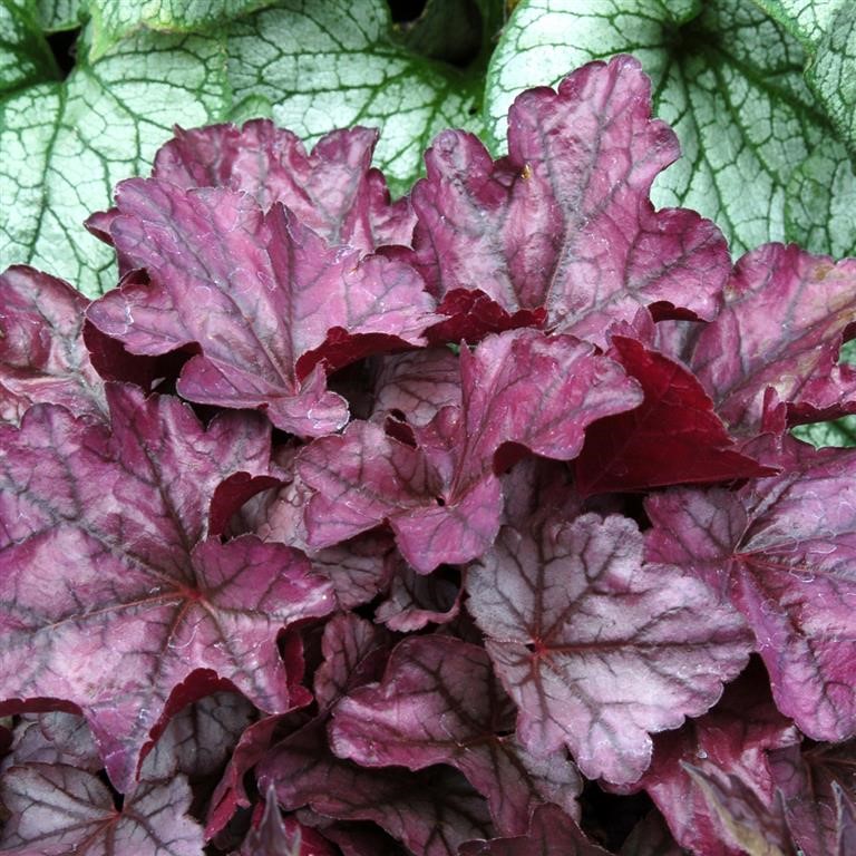 Heuchera 'Plum Royale' (P)