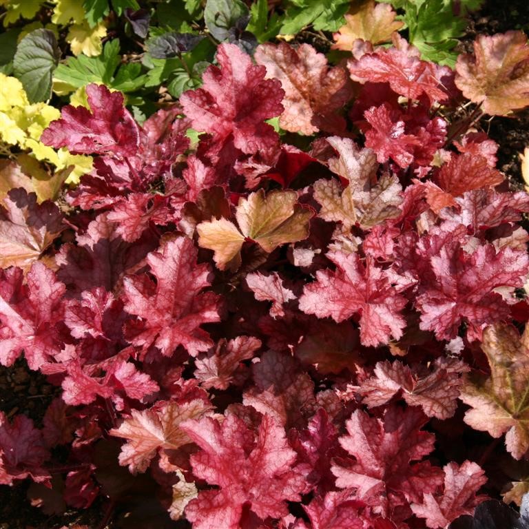 Heuchera 'Sparkling Burgundy' (P)