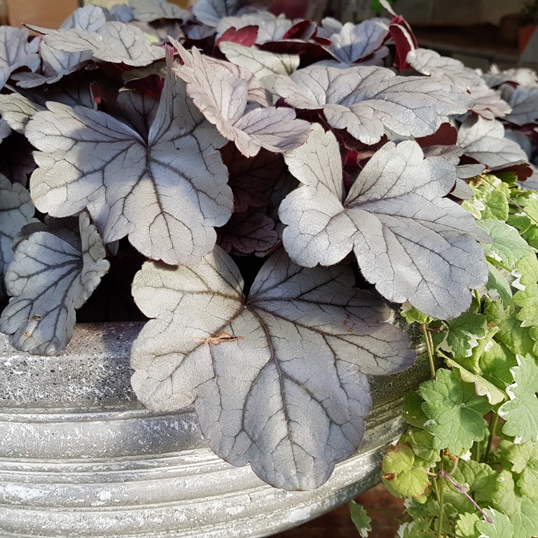 Heuchera 'Silver Gum Drop' (P)