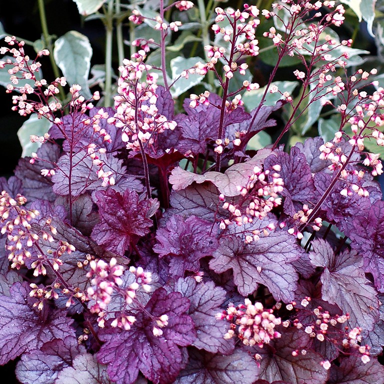 Heuchera 'Shanghai' (P)