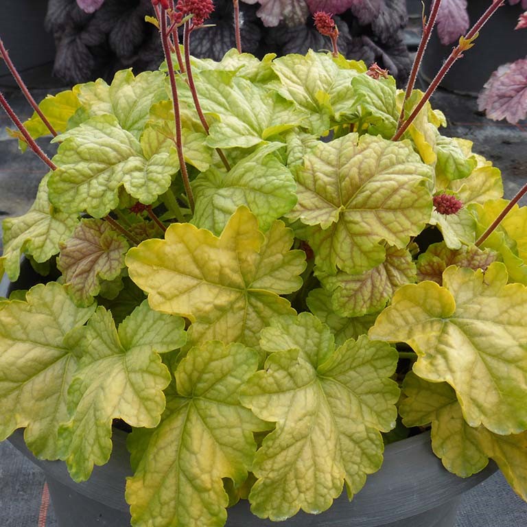 Heuchera 'Tokyo' (P)