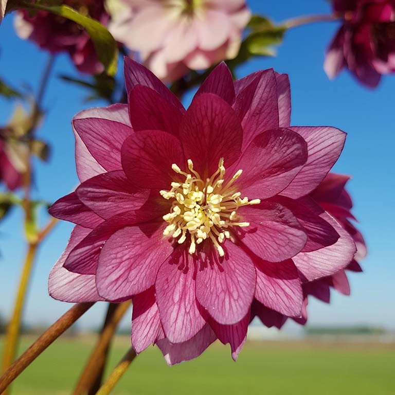 Helleborus 'Double Red' ~