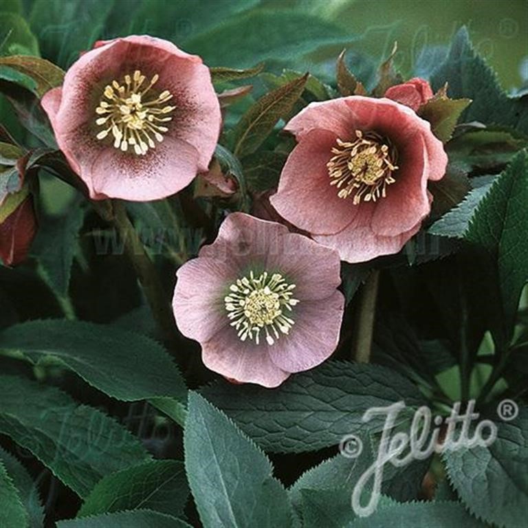 Helleborus 'Single Pink Spotted' (Pink Lady) ~