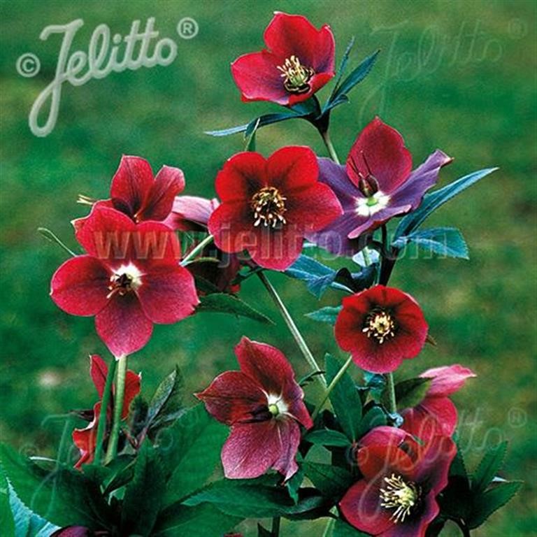 Helleborus 'Single Red' (Red Lady) ~