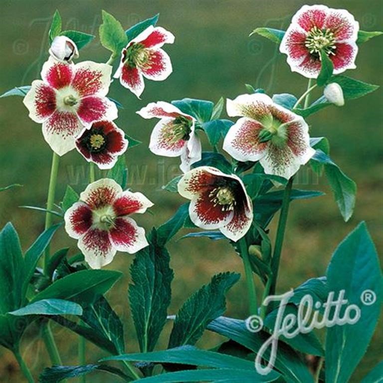 Helleborus 'Single White Blotched' (White Lady Spotted) ~