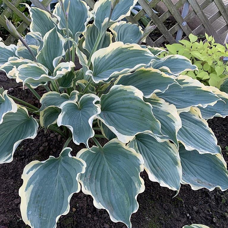 Hosta Shadowland 'Hope Springs Eternal' (P)