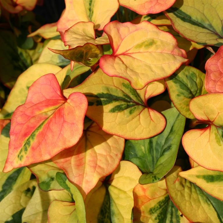 Houttuynia cordata 'Flame'