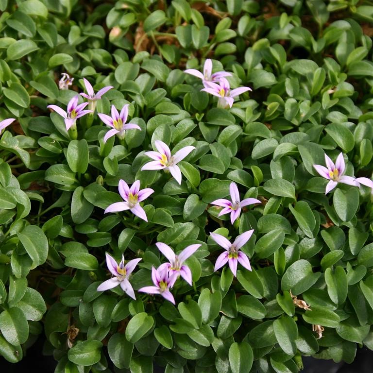 Hypsela reniformis