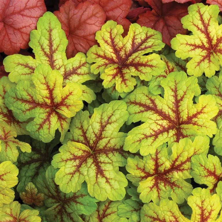 Heucherella 'Alabama Sunrise' (P)