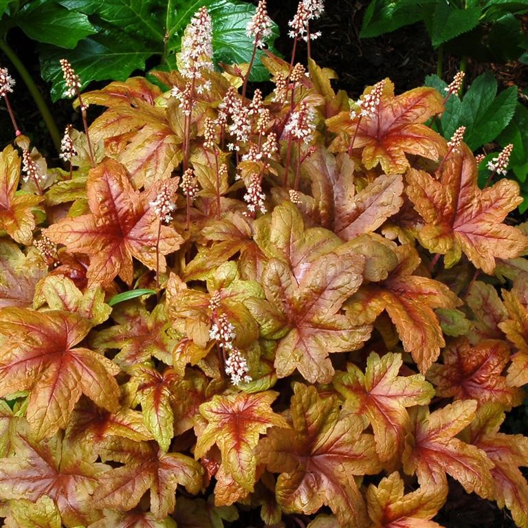 Heucherella 'Brass Lantern' (P)