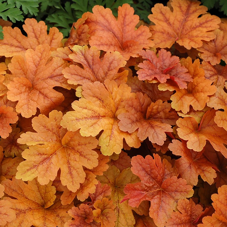Heucherella 'Buttered Rum' (P)